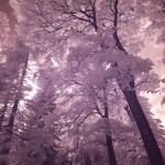 oslo botanic garden park infrared