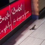 bergen bird in shop